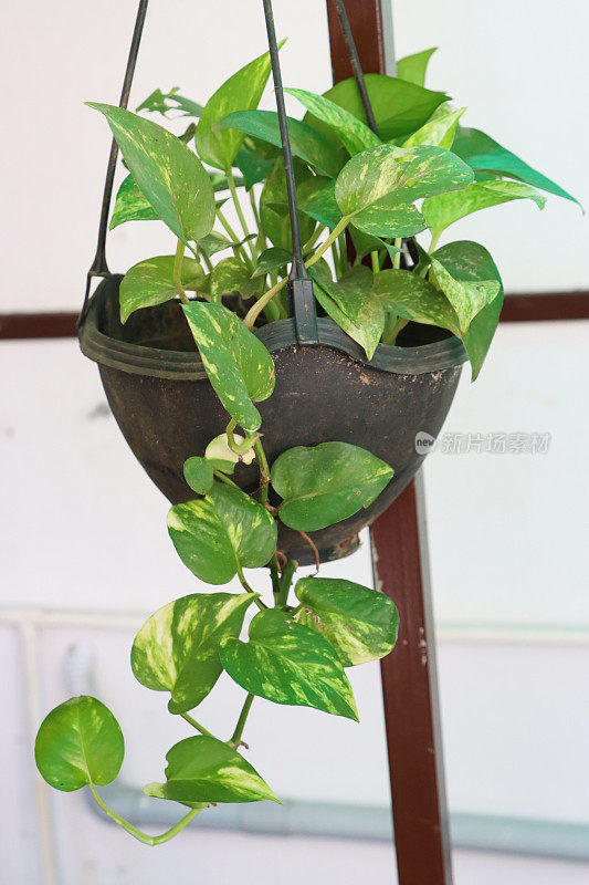 挂篮的形象，与盆栽，拖曳，虎尾藤(Epipremnum aureum)室内植物，郁郁葱葱，绿色和黄色，杂色心形叶子，重点在前景